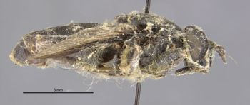 Media type: image;   Entomology 22223 Aspect: habitus lateral view